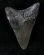 Juvenile Megalodon Tooth #20782-1